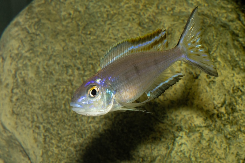 Lestradea perspicax 'Kawasindi Island'